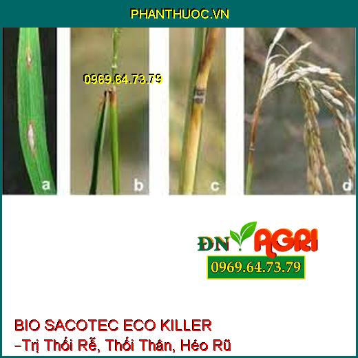 BIO SACOTEC ECO KILLER –Trị Thối Rễ, Thối Thân, Héo Rũ