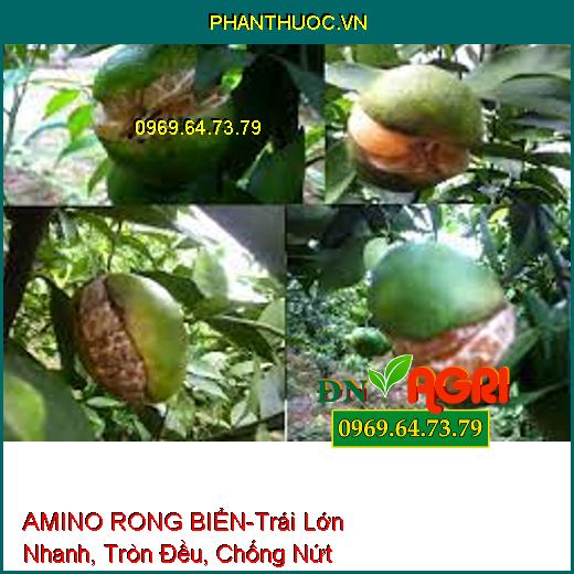 AMINO RONG BIỂN-Trái Lớn Nhanh, Tròn Đều, Chống Nứt Trái