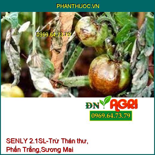 SENLY 2.1SL-Trừ Thán thư, Phấn Trắng,Sương Mai