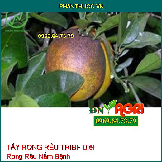 TẨY RONG RÊU TRIBI- Diệt Rong Rêu Nấm Bệnh