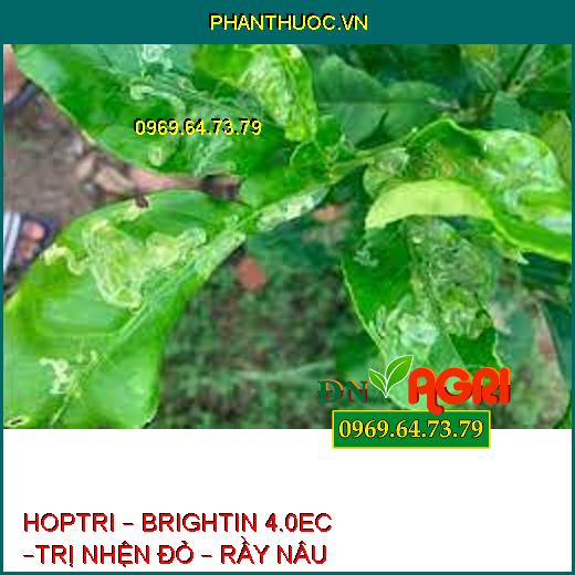 HOPTRI – BRIGHTIN 4.0EC –TRỊ NHỆN ĐỎ – RẦY NÂU