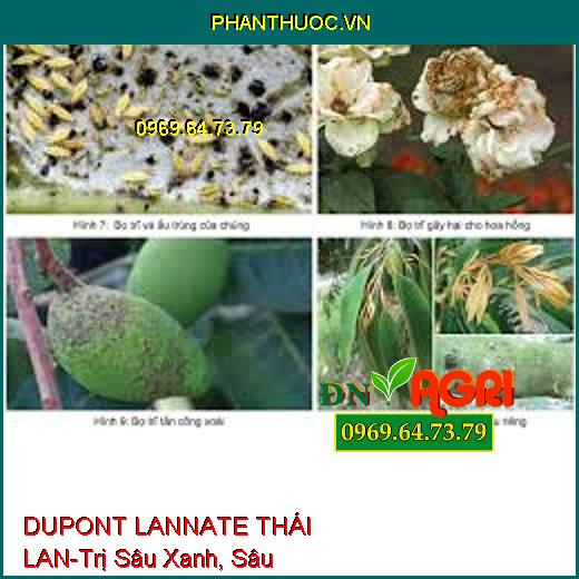 DUPONT LANNATE THÁI LAN-Trị Sâu Xanh, Sâu Khoang,Bọ Trĩ