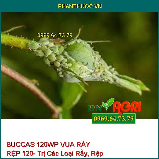 BUCCAS 120WP VUA RẦY RỆP 120- Trị Các Loại Rầy, Rệp