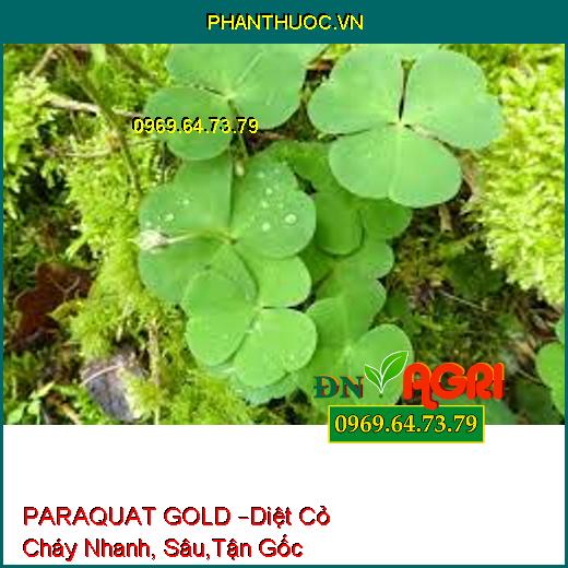 PARAQUAT GOLD –Diệt Cỏ Cháy Nhanh, Sâu,Tận Gốc