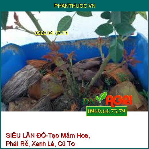 SIÊU LÂN ĐỎ-Tạo Mầm Hoa, Phát Rễ, Xanh Lá, Củ To