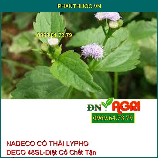 NADECO CỎ THÁI LYPHO DECO 48SL-Diệt Cỏ Chết Tận Gốc Rễ