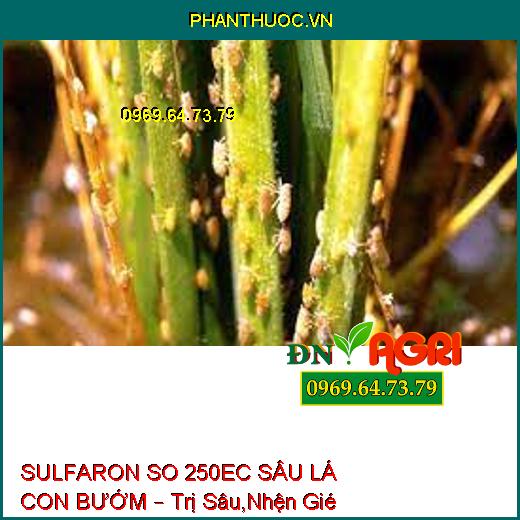 SULFARON SO 250EC SÂU LÁ CON BƯỚM – Trị Sâu,Nhện Gié