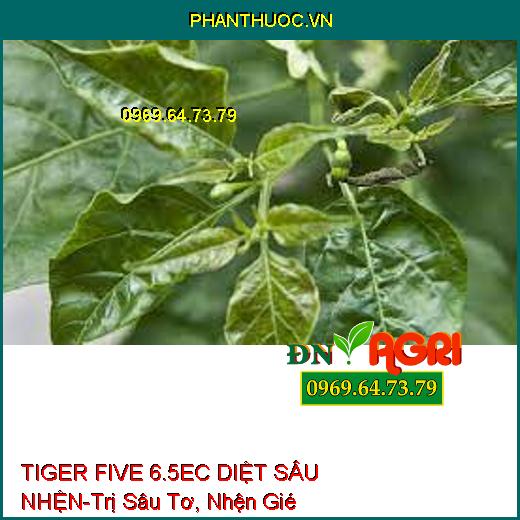 TIGER FIVE 6.5EC DIỆT SÂU NHỆN-Trị Sâu Tơ, Nhện Gié