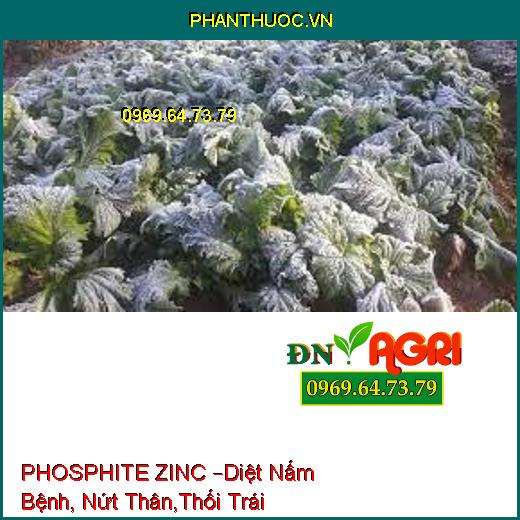 PHOSPHITE ZINC –Diệt Nấm Bệnh, Nứt Thân,Thối Trái