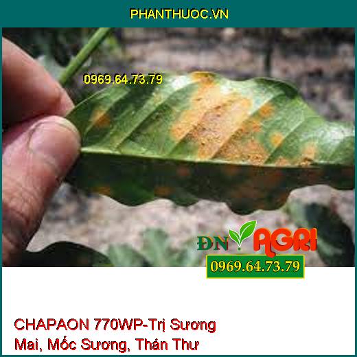 CHAPAON 770WP-Trị Sương Mai, Mốc Sương, Thán Thư