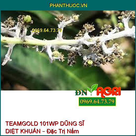 TEAMGOLD 101WP DŨNG SĨ DIỆT KHUẨN – Đặc Trị Nấm