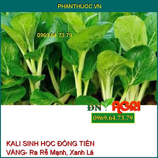 KALI SINH HỌC ĐỒNG TIỀN VÀNG- Ra Rễ Mạnh, Xanh Lá