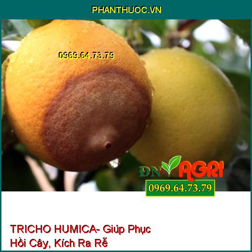 TRICHO HUMICA- Giúp Phục Hồi Cây, Kích Ra Rễ