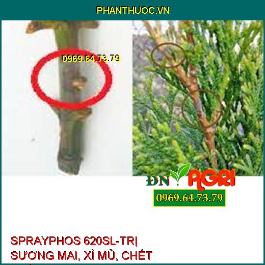 SPRAYPHOS 620SL-TRỊ SƯƠNG MAI, XÌ MỦ, CHẾT NHÁNH