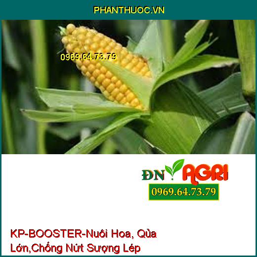 KP-BOOSTER-Nuôi Hoa, Qủa Lớn,Chống Nứt Sượng Lép