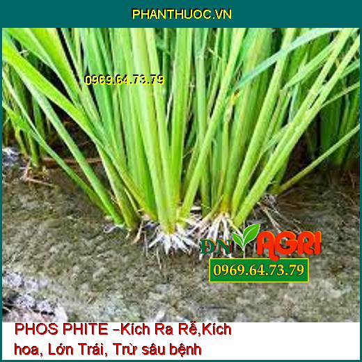 PHOS PHITE –Kích Ra Rễ,Kích hoa, Lớn Trái, Trừ sâu bệnh