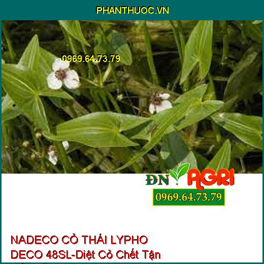 NADECO CỎ THÁI LYPHO DECO 48SL-Diệt Cỏ Chết Tận Gốc Rễ