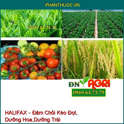 HALIFAX – Đâm Chồi Kéo Đọt, Dưỡng Hoa,Dưỡng Trái