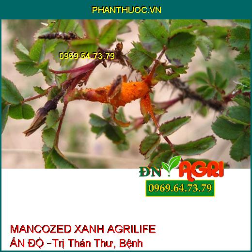 MANCOZED XANH AGRILIFE ẤN ĐỘ –Trị Thán Thư, Bệnh Ghẻ