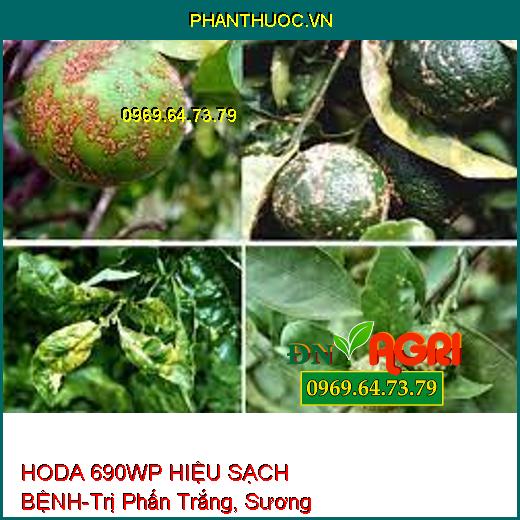 HODA 690WP HIỆU SẠCH BỆNH-Trị Phấn Trắng, Sương Mai