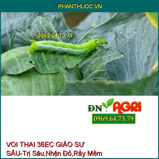 https://phanthuoc.vn/product-tag/ymc-01-champion-rong-bien-duong-hoa/