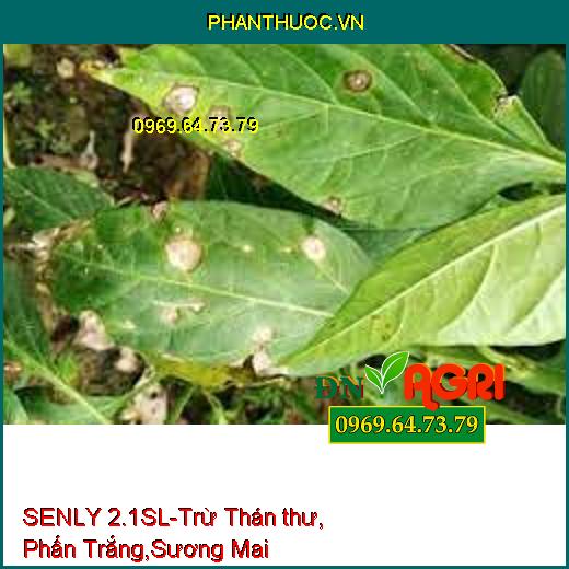 SENLY 2.1SL-Trừ Thán thư, Phấn Trắng,Sương Mai