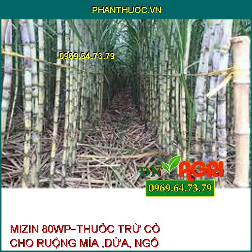 MIZIN 80WP–THUỐC TRỪ CỎ CHO RUỘNG MÍA ,DỨA, NGÔ