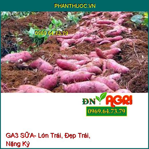 GA3 SỮA- Lớn Trái, Đẹp Trái, Nặng Ký