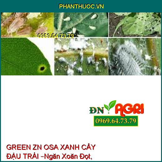 GREEN ZN OSA XANH CÂY ĐẬU TRÁI –Ngăn Xoăn Đọt, Kích To Trái