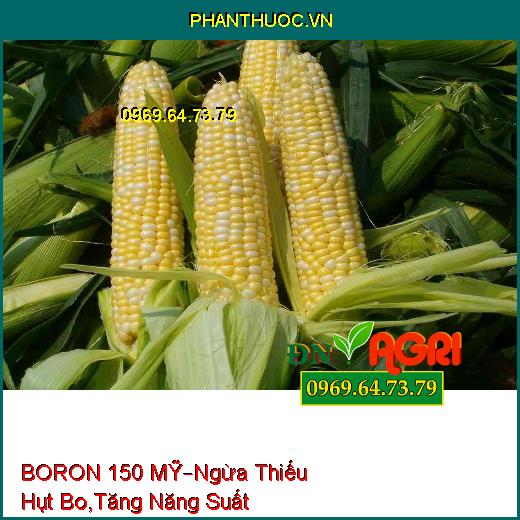 BORON 150 MỸ – Ngăn Ngừa Thiếu Hụt Bo, Tăng Năng Suất, Chất Lượng Cây Trồng