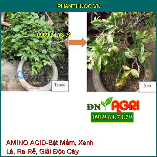 AMINO ACID-Bật Mầm, Xanh Lá, Ra Rễ, Giải Độc Cây