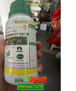 CHAMPION 37.5SC- Thuốc Đặc Trị Móc Sương, Tảo Đỏ, Đốm Rong, Chết Chậm