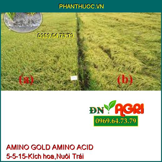 AMINO GOLD AMINO ACID 5-5-15-Kích hoa,Nuôi Trái