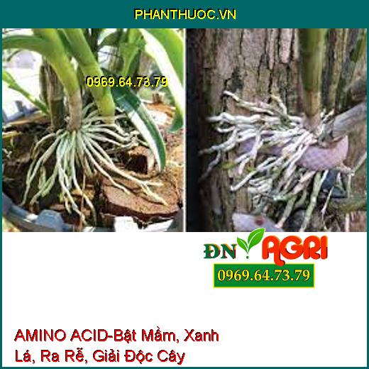 AMINO ACID-Bật Mầm, Xanh Lá, Ra Rễ, Giải Độc Cây