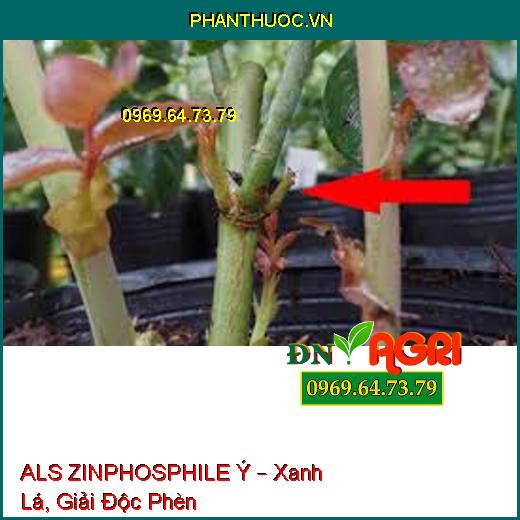 ALS ZINPHOSPHILE Ý – Xanh Lá, Giải Độc Phèn