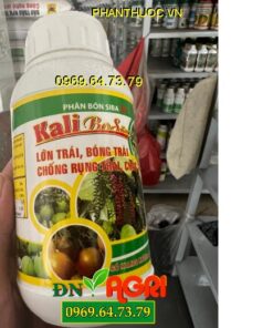 KALI BO SỮA SIBA 24- Lớn Trái, Bóng Trái, Chống Rụng, Chắc Sọ