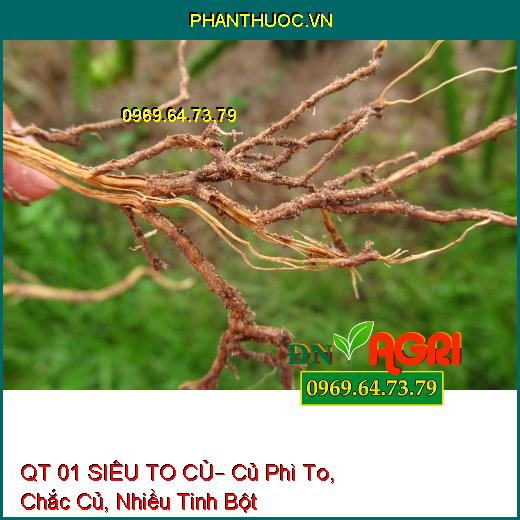 QT 01 SIÊU TO CỦ– Củ Phì To, Chắc Củ, Nhiều Tinh Bột