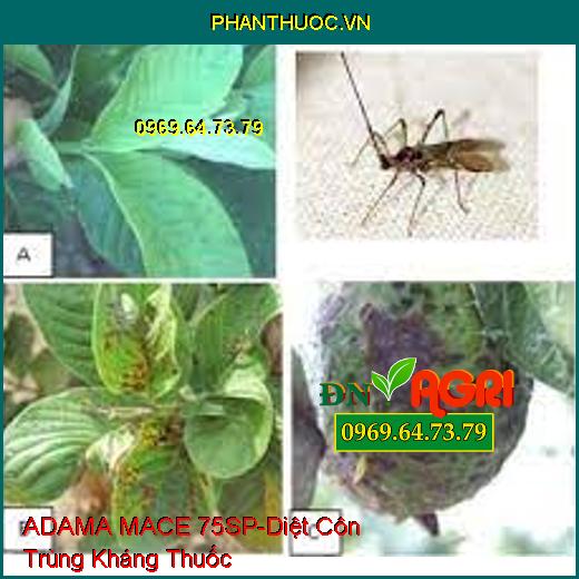 ADAMA MACE 75SP-Diệt Côn Trùng Kháng Thuốc