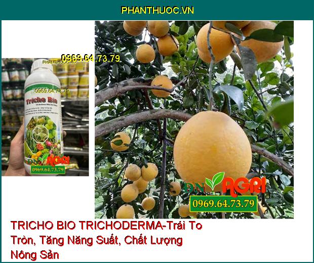 BIO SACOTEC TRICHO BIO TRICHODERMA NẤM ĐỐI KHÁNG-Xử Lý Rôm Rạ, Ủ Phân Chuồng