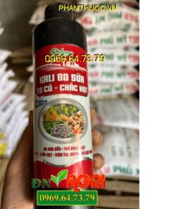 CHICAGO KALI BO SỮA TO CỦ CHẮC HẠT – Kích Ra Hoa Đồng Loạt, Trổ Đều, To Củ, Chắc Hạt