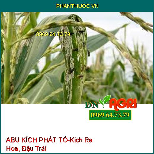 ABU KÍCH PHÁT TỐ-Kích Ra Hoa, Đậu Trái