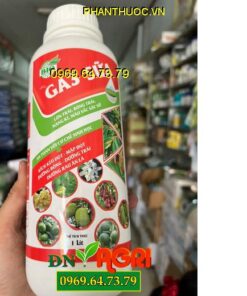 GA3 SỮA- Lớn Trái, Đẹp Trái, Nặng Ký