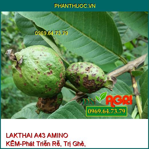 LAKTHAI A43 AMINO KẼM-Trái Lớn Tối Đa, Màu Đẹp, Phát Triễn Rễ, Trị Ghẻ, Nám Trái