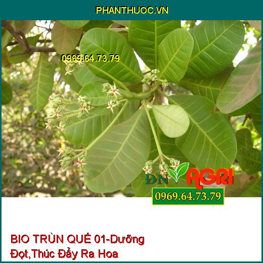 BIO TRÙN QUẾ 01-Đâm Tược, Dưỡng Đọt, Thúc Đẩy Ra Hoa, Tăng Trưởng Mạnh