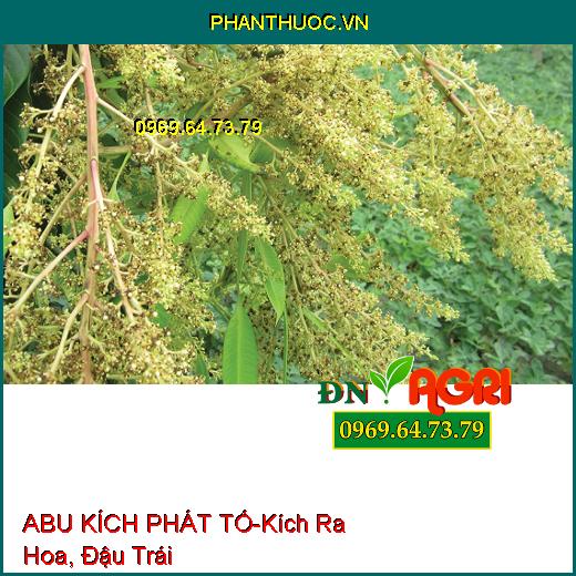 ABU KÍCH PHÁT TỐ-Kích Ra Hoa, Đậu Trái