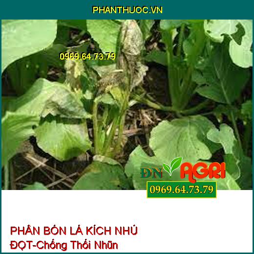 PHÂN BÓN LÁ RAU ĂN LÁ KÍCH NHÚ ĐỌT –Phát Rễ Nhanh, Tạo La To, Chống Thối Nhũn