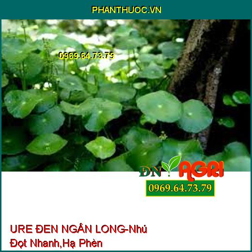 URE ĐEN NGÂN LONG-Phát Triển Thân, Lá, Nhú Đọt Nhanh, Hạ Phèn, Cải Tạo Đất