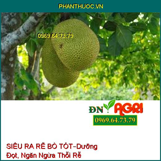 SIÊU RA RỄ BÒ TÓT –Lớn Trái Nhanh, Dưỡng Đọt, Ngăn Ngừa Thỗi Rễ, Nấm Bệnh