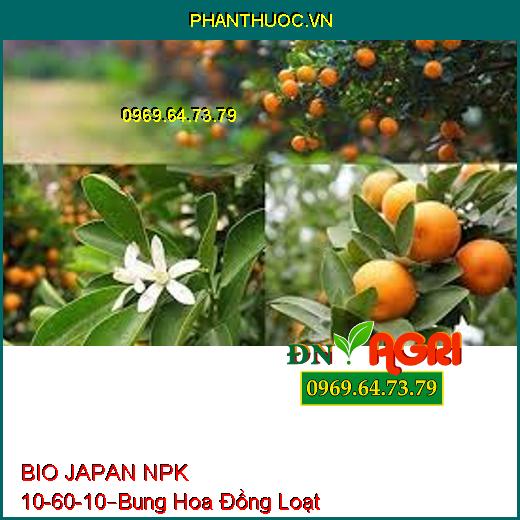 BIO JAPAN NPK 10 -60-10 –Phân Hóa Mầm Hoa Cực Mạnh, Bung Hoa Đồng Loạt