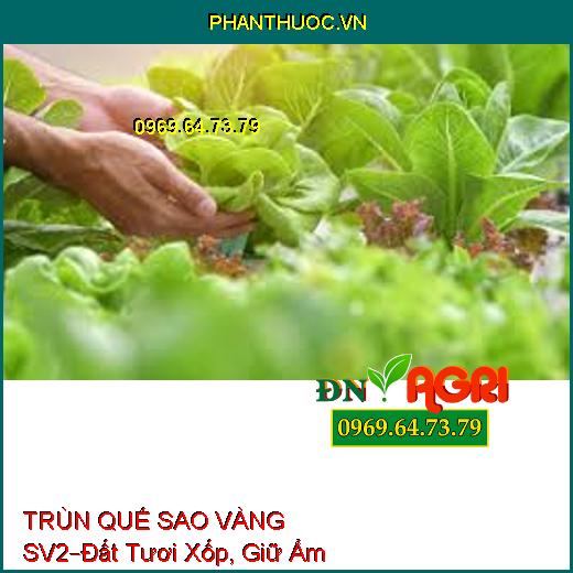 PHÂN HỮU CƠ TRÙN QUẾ SAO VÀNG SV2 –Dùng Cho Hoa Kiểng, Đất Tươi Xốp, Giữ Ẩm